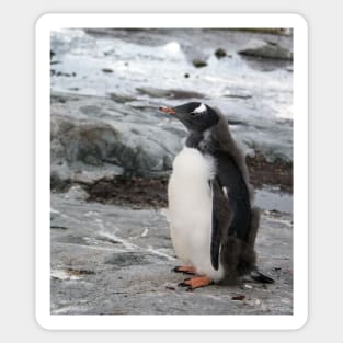 Gentoo penguin chick Sticker